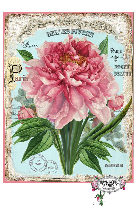 #622 BELLE PIVOINE ET DENTELLE - BELLE IMAGE SHABBY